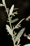 Common wormwood 